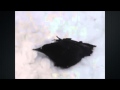 The Raven and The Crow Like To Play In The Snow