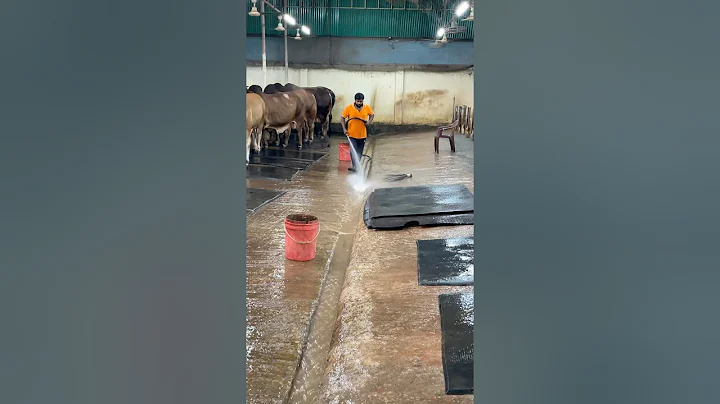 The shepherd's daily work is to clean the farm floor very nicely with water#cattlefarm #cleaing #fyp