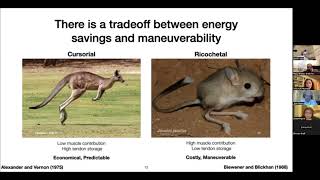 Talia Yuki Moore: Mechanisms of non-cursorial gait transitions in bipedal jerboas.