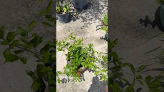 A preview of upcoming garden projects #southflorida #zone10b #floridagardening #growagarden #veggies