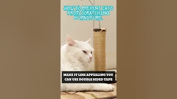 How to Stop Your Cat from Scratching Furniture? #shorts #cat #short