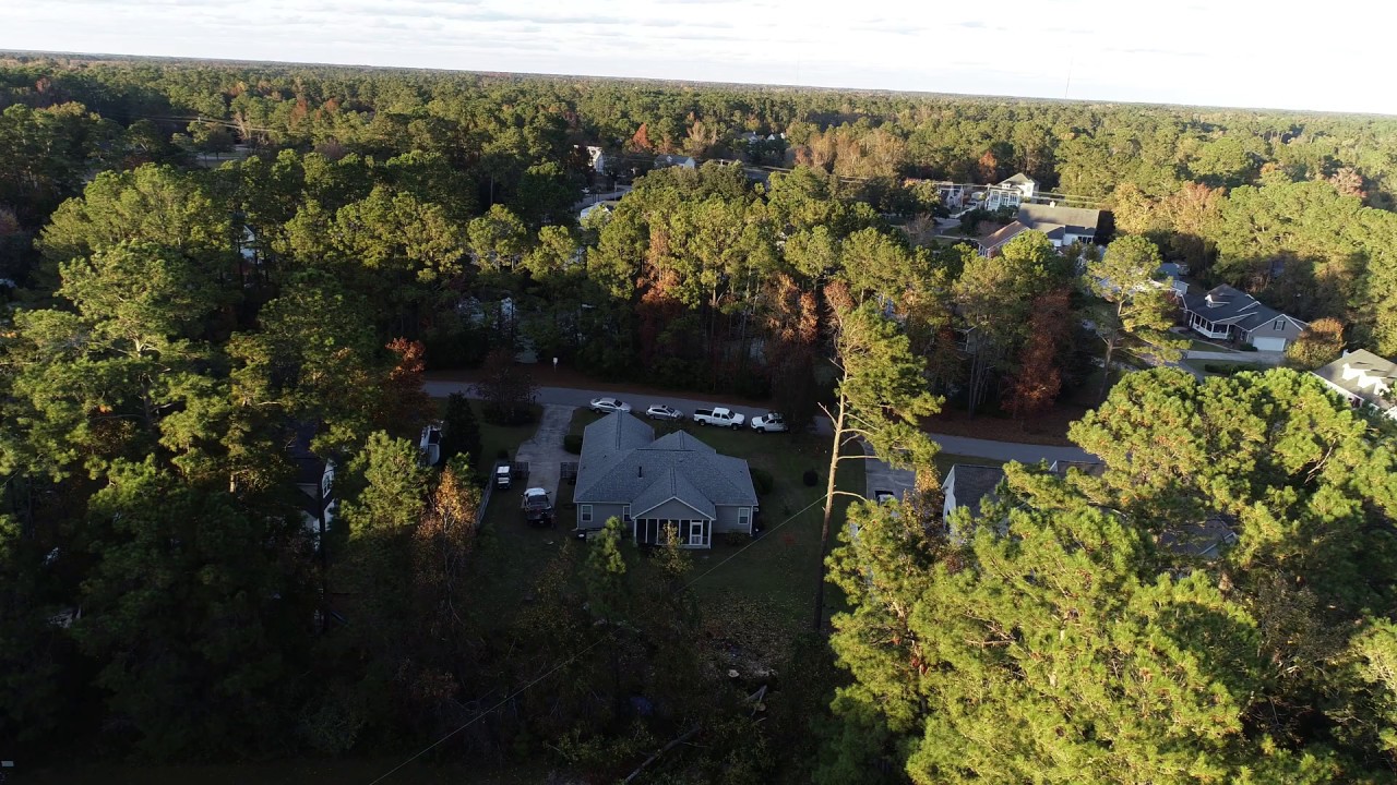Pine tree cut down - YouTube