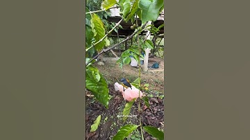 Mau Mikat burung malah nemu burung jinak #kicaumania #burung #bolang #mikatburung #shorts