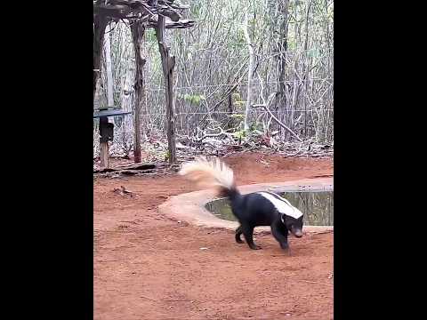 animais incríveis... #sertao #bahia #natureza