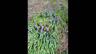 One Minute of March 2025 Spring Colors