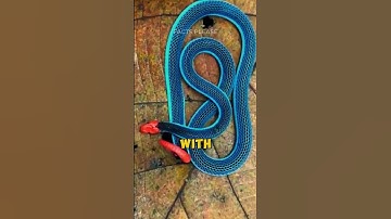 These Snakes Look Like Pokémon? 😳 #shorts #facts #factshorts