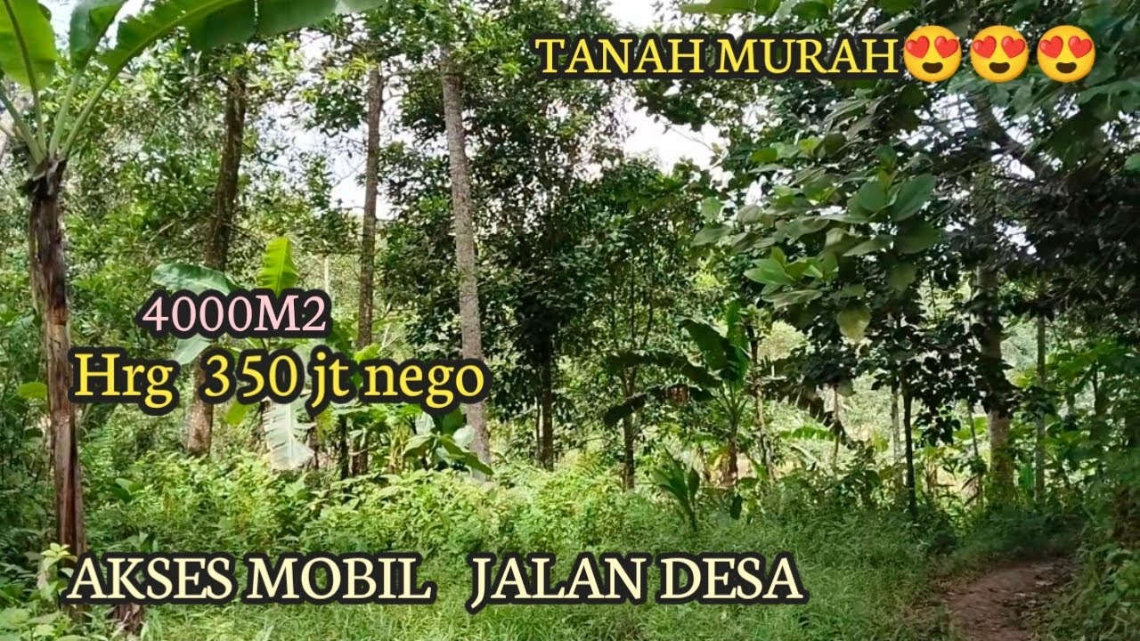 Dijual Tanah Kebun Murah  Edisi Lebaran  Akses Mobil Jalan Desa Cocok berkebun inves dll