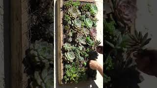 Create A Living Wall With This Diy Succulent Garden