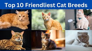 Top 10 friendliest cat breeds in the world by TOP 10 267 views 7 months ago 7 minutes, 38 seconds