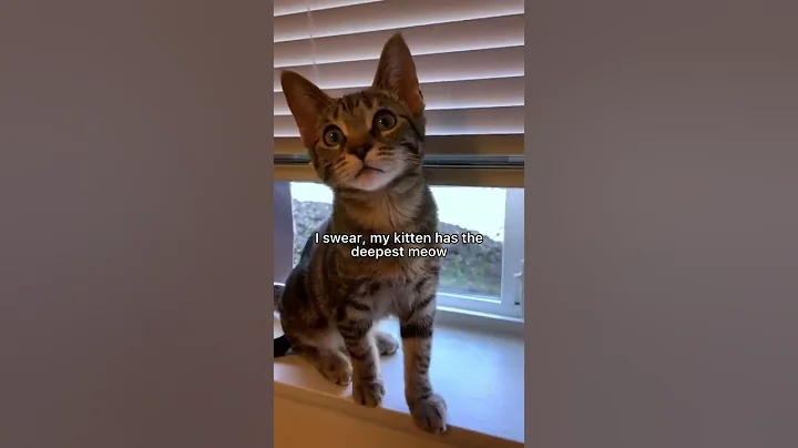 Deepest meow I’ve ever heard😱 #cat #kitten #leonthecatdad #xyzbca #meow