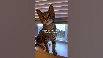Deepest meow I’ve ever heard😱 #cat #kitten #leonthecatdad #xyzbca #meow