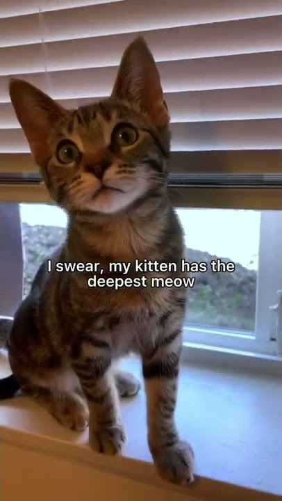 Deepest meow I’ve ever heard😱 #cat #kitten #leonthecatdad #xyzbca #meow