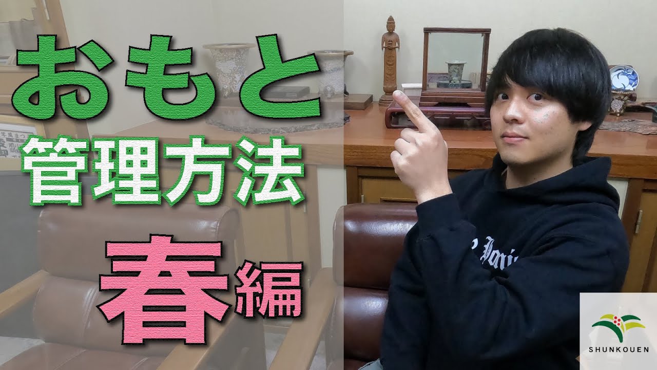 春のおもとの管理方法、育て方