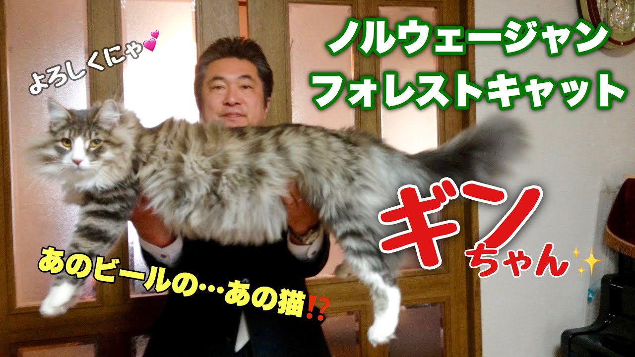 なりぴー家の愛猫 ノルウェージャンフォレストキャットのギンです Neko Nihiki Youtube