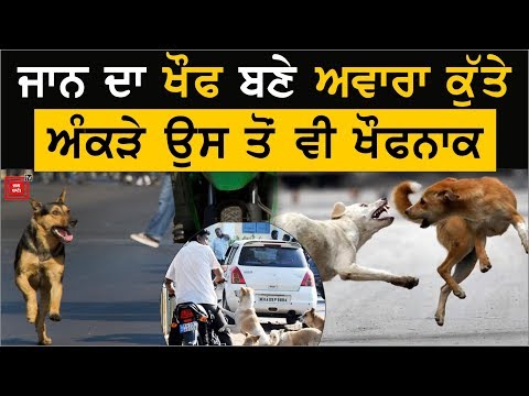 Punjab `ਚ ਦਹਿਸ਼ਤ ਦਾ ਦੂਜਾ ਨਾਂ Stray Dog, ਹੈਰਾਨ ਕਰ ਦੇਣਗੇ ਅੰਕੜੇ