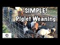 Piglet Weaning - Simple and EASY Process!