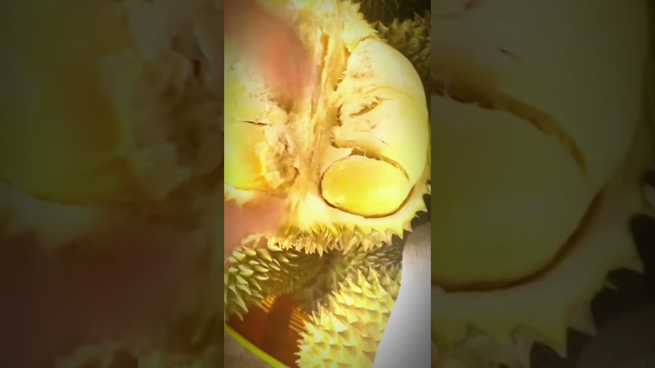 Peeling Durian Naturally with Skillful Technique! 🥭✨ 