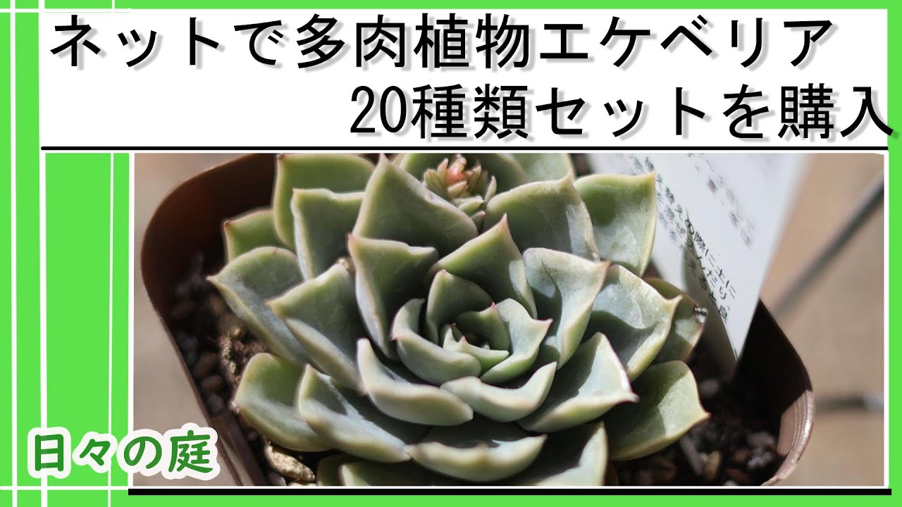 多肉植物】多肉植物初心者がネットでエケベリア20種類セットを買って