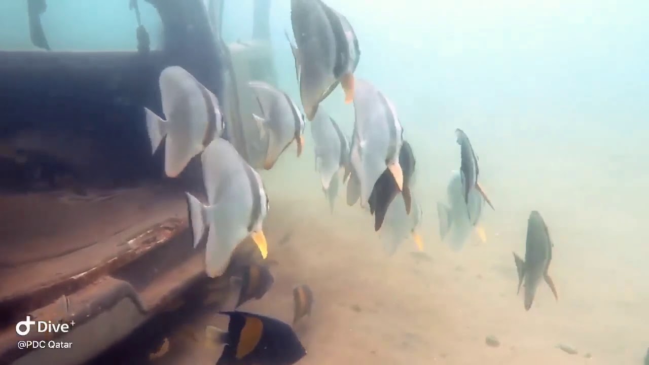 School of Batfish at GMC Dive Site Qatar