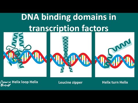 Video: Watter bindings is in DNA?