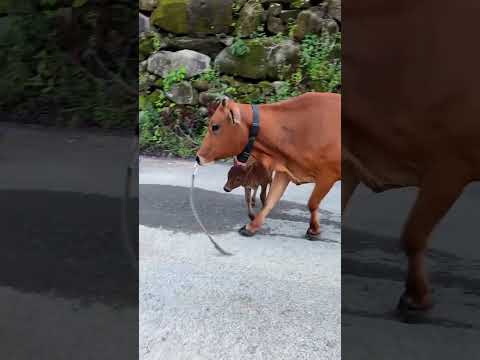 🐮 Funny video