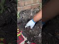 How to plant canna lilies