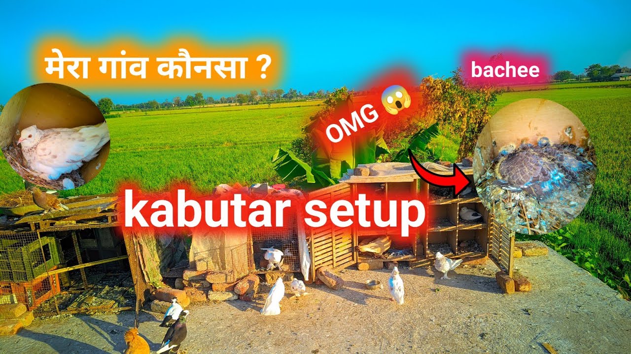 Mera gaw konsa hai me or mere KABUTAR LOFT 😱 #youtubeshorts #shorts #trend #kabutar 