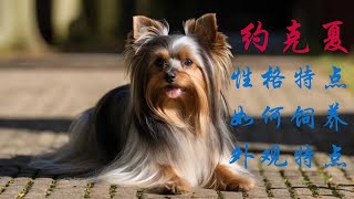 約克夏犬是現在備受歡迎的犬種，如果你想養一隻約克夏犬，那麼今天內容​​你一定要了解，約克夏犬的性格特點，約克夏犬的外觀，如何挑選純種約克夏犬，如何飼養約克夏犬