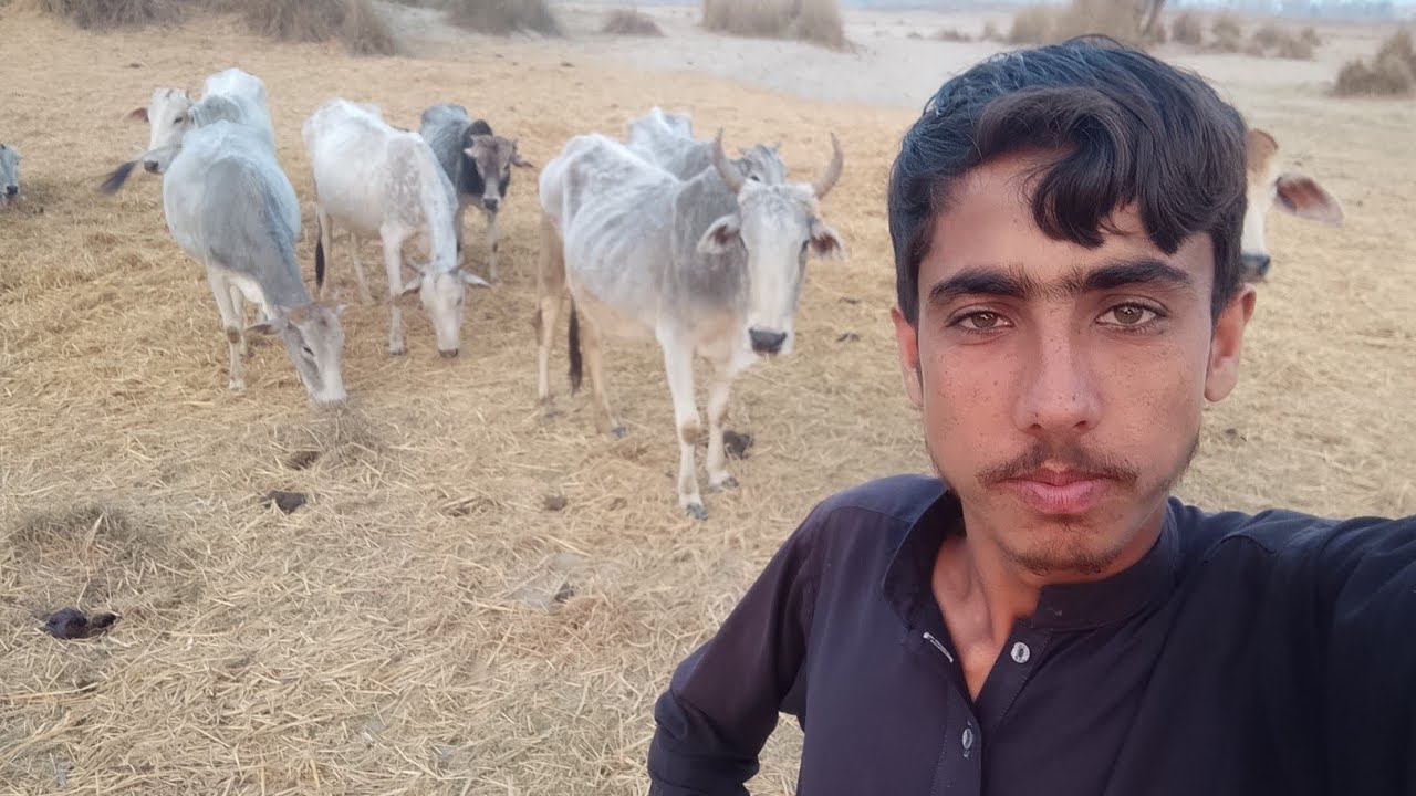 Village Comedy Vlog | Dehati Vlog 😀 @zubairzk10 