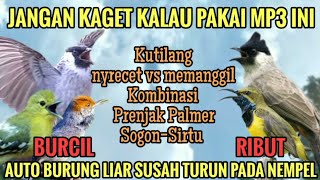 Suara pikat Kutilang kombinasi Prenjak Palmer, Sogon, Sirtu! MP3 pikat ampuh terbaru