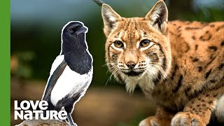 Odrina The Iberian Lynx Hunts Magpies | Love Nature Bite-Size Showcase Official Selection