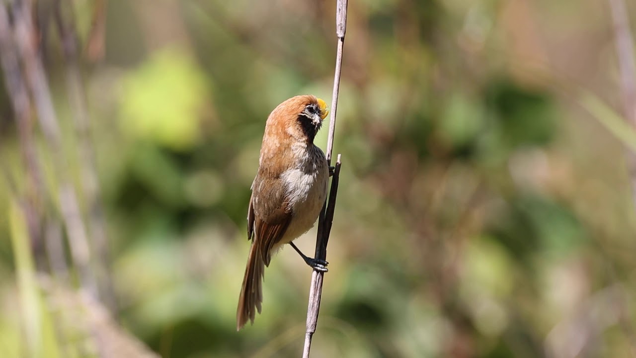 Spot-breasted Parrotbill