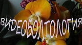 Лаленка