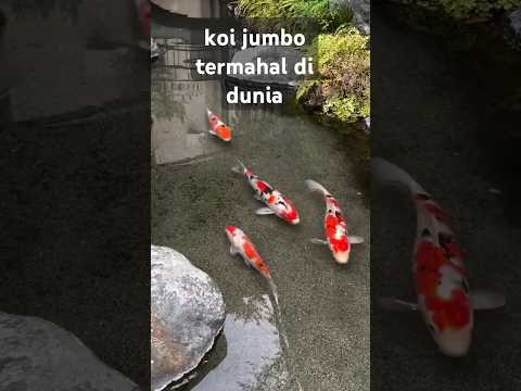 warna warni ikan