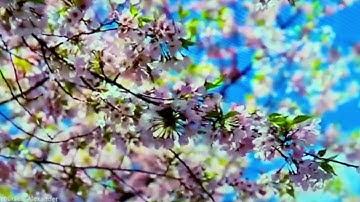 الحزب التاسع من سورة النساء(من الآية 28 إلى الآية 35) برواية الإمام ورش عن نافع @