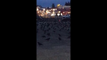 Crows Roost in Bothell, WA