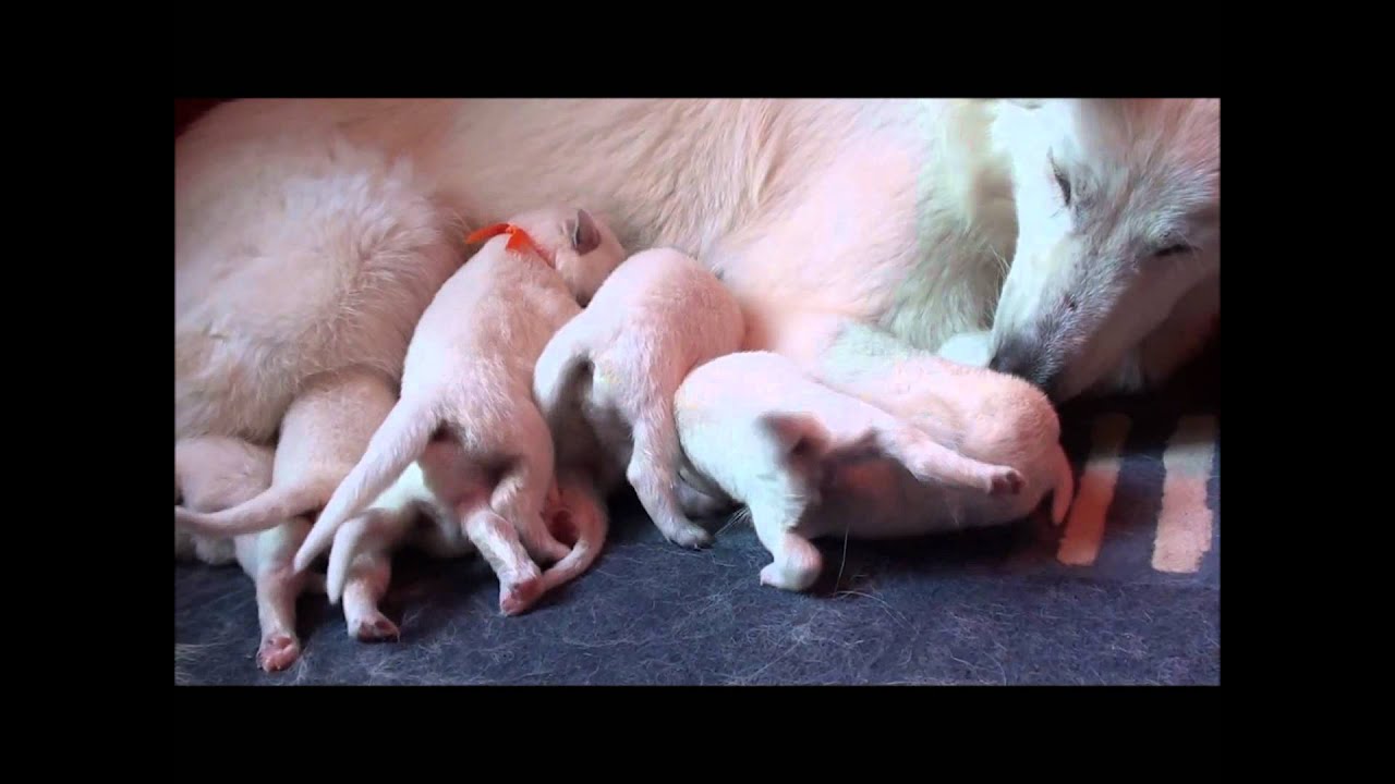 Zwitserse Witte Herder pups 1 week oud, G-nest Jewel of Joy