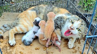 Mother cat doesn't let us touch her poor kittens because she has already lost her kittens!