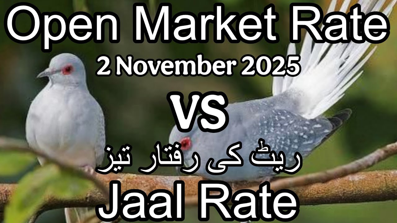 Birds price in Karachi Pakistan 2 November 2025 | Jaal rate update | Open market rate update