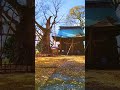 Leaves scattered on shrine steps #shorts #japan #fallcolors #shortsvideo