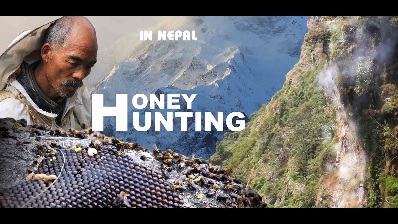 Honey hunting in Nepal डरलाग्दो भिरमा मह शिकार Hero of Chhomrong