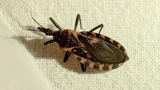 'Kissing bug' | CDC warns people of deadly bug that is native to Indiana