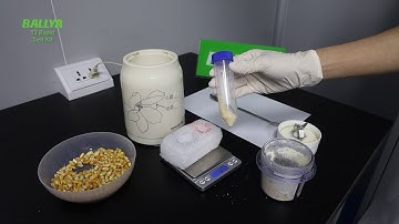 T2 Test - Detection of T-2 Mycotoxin in Corn - BALLYA