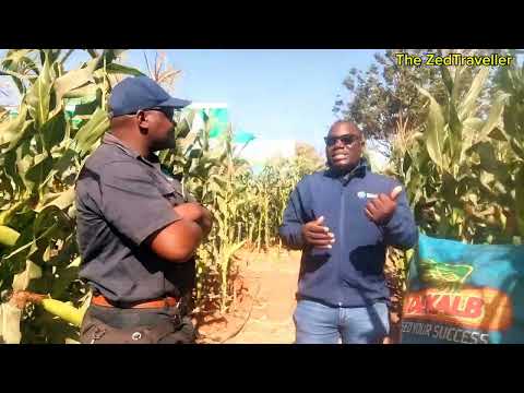 HYBRID MAIZE FARMING IN ZAMBIA DK Seed Varieties