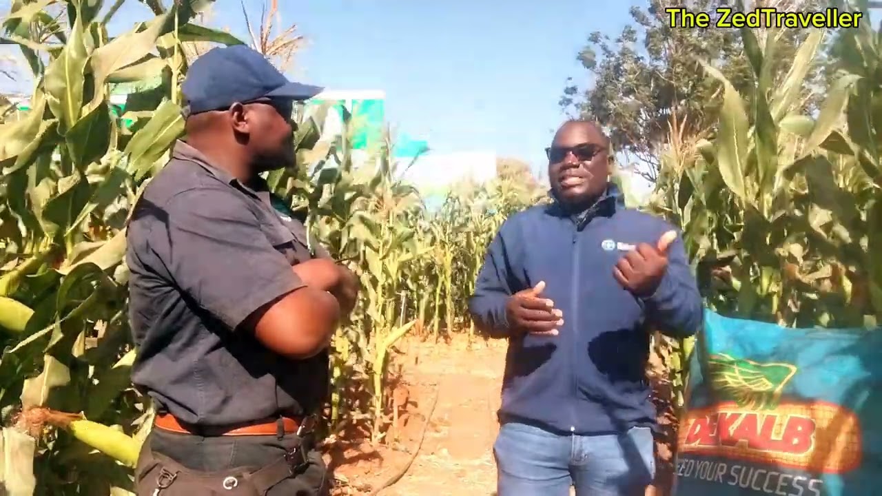 HYBRID MAIZE FARMING 🌽 IN ZAMBIA 🇿🇲 | DK seed varieties