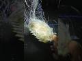 IKAN BARONANG JUMBO#fishing #ikanbaronang #menjaringikandilaut