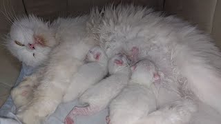 Starving Newborn Kittens Purring While Drinking Milk