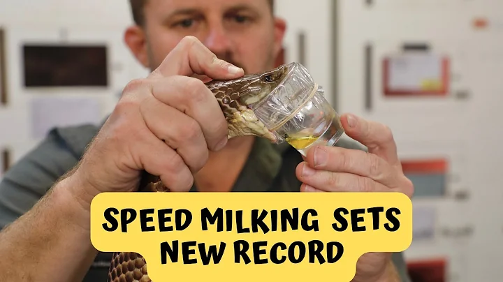Milking 150 of Australia's Deadliest Snakes | Australian Reptile Park