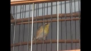 Kicau Lemon Finch / Serinus Citrinipectus / Lemon Breasted Canary Singing - Blackbird Bird Farm
