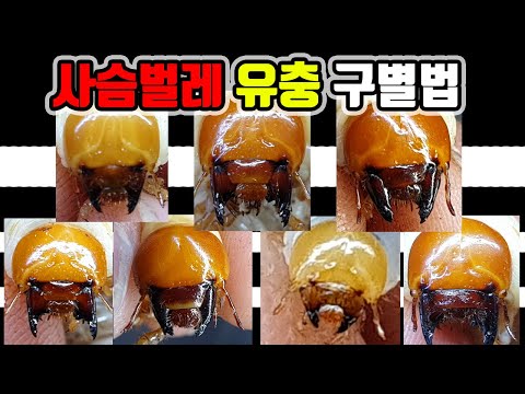 [파브르2세] 사슴벌레 애벌레 종류 구분법/ 유충 구별법 / stag beetle larva /クワガタ幼虫の区別方法